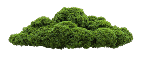 Fluffy green cloud-like moss