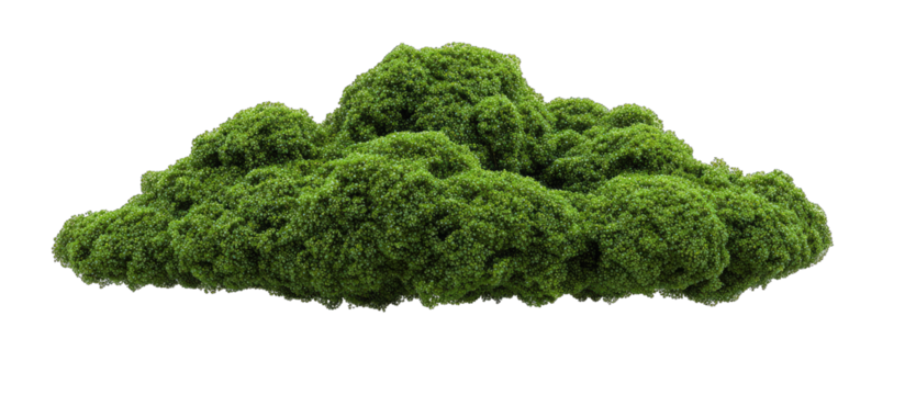 Fluffy green cloud-like moss