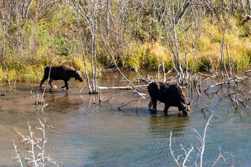 mother moose (Alces alces) and her calf drink from a stream in Grand Teton National Park. The adult...