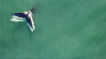 Gray whale tail diving into azure ocean water, aerial drone view, sunlight rays shining through the sea, majestic marine wildlife in natural habitat, powerful moment of nature, beauty and freedom of