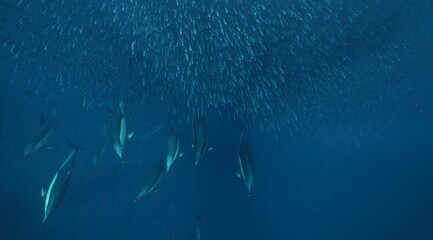 Stunning underwater footage capturing a pod of common dolphins in a feeding frenzy as they hunt sardines. This dynamic and high-quality stock footage showcases the speed, agility, and teamwork.
