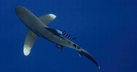 Longimanus, the longfin mako shark, swimming underwater with remora fish attached alongside, majestic marine predator in natural habitat, powerful ocean wildlife scene, beauty and freedom of ocean