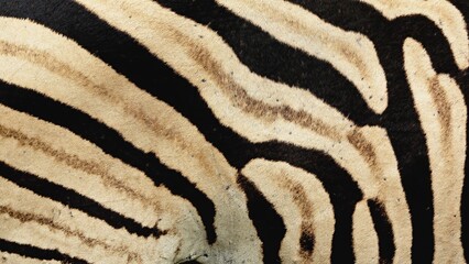 Close-up of zebra body showing only black and white stripes, abstract wildlife pattern in natural habitat, African savanna details, texture and beauty of nature captured, harmony of wild animals