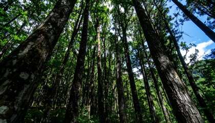 Lush forest canopy view from below (1)