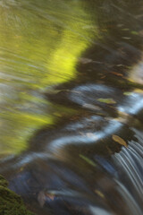 緑に染まる渓流