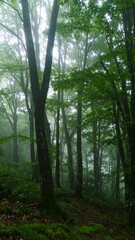 Fototapeta premium Misty forest scene (1)