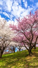 Obraz premium Spring blossoms on a gentle hill (1)