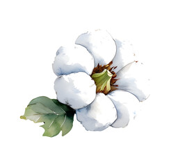 Watercolor cotton flower isolated PNG, hand painted cotton blossom illustration, botanical clipart with transparent background, rustic natural floral design for packaging, home decor, and stationery