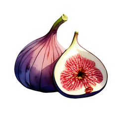 Watercolor fig fruit isolated on white background, hand painted ripe figs illustration, botanical clipart, fresh exotic fruit, tropical food design, organic healthy diet, png transparent