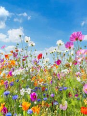 Colorful wildflowers blooming under a blue sky with fluffy clouds