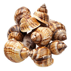 Close-up of a cluster of snails