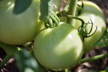 Green Tomato