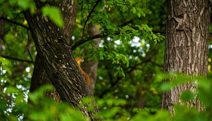 Obraz premium A small, reddish-brown squirrel is perched on a tree trunk amidst a dense foliage of vibrant green leaves, with blurred tree trunks in the background, creating a tranquil woodland scene.