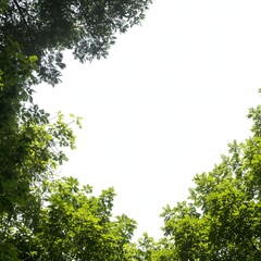 Green tree canopy against a bright white sky, isolated on white background