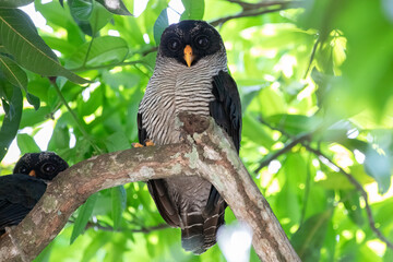 Black and White Owl (Strix nigrolineata) Perched in Forest Costa Rica, Bird Wildlife Photography