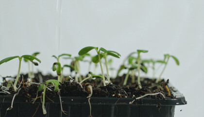 Young green seedlings sprouting in soil, growing in black plastic container, symbolizing new life, growth, and nature, with focus on early plant development and gardening