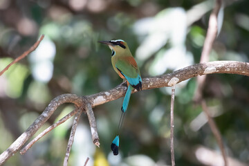 Turquoise-Browed Motmot (Eumomota superciliosa) Costa Rica, Bird Wildlife Photography