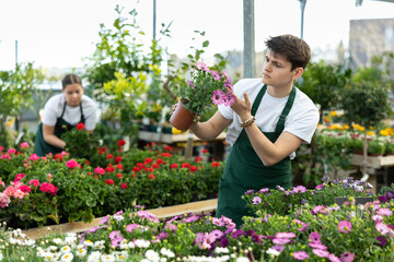 Professional focused young male florist checking petals of Osteospermum Ecklonis flower during...