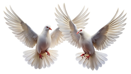 Two white doves flying with wings spread, symbolizing peace, freedom, and hope, isolated on transparent background