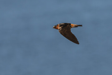 Barn swallow in flight over water.