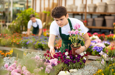 Skilled serious young male florist in apron caring about potted Mathiola Incana flowers in...