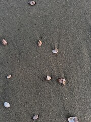 Slipper limpet shells scattered on untouched wet sand at low tide