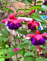 Dark eyed pink and purple fuchsia blossom 