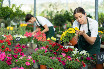 Woman shop assistant of flower shop inspects price tags on pots with young petunia plants and...