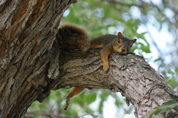 Lazy Squirrel