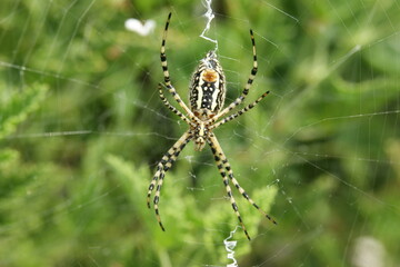 Garden Spider 1