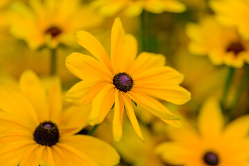 Beautiful yellow Rudbeckia hirta flower close up black eyed Susan with vibrant petals and dark purple center, summer garden blossom macro photography bright floral background