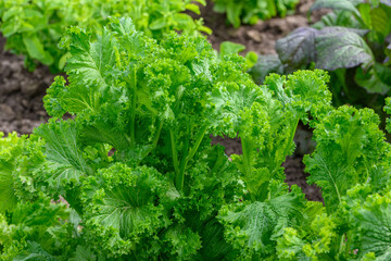 Fresh green mustard leaves growing in the garden, organic curly mustard greens close up, healthy leafy vegetable, raw salad ingredient, natural texture background for healthy food diet and agriculture