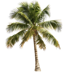 Lush tropical palm tree against black background