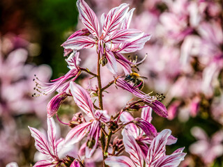 eine Hummel sucht nach Necktar an einer Blume