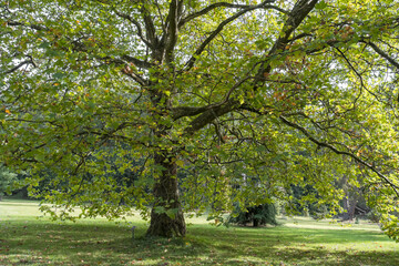 Morgenländische Platane oder Orientalische Platane (Platanus orientalis)