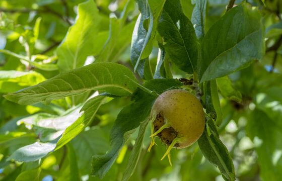 Mispel, Fruchtstand (Mespilus germanica)