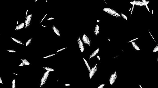 Many Floating Feathers Soft Falling Motion Graphics. Gentle White Feathers Falling Down Seamless Loop. Many white feathers falling gently on a transparent background. Soft floating animation.