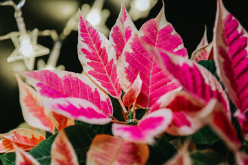Christmas wallpaper with festive flowers and garlands.Variegated Poinsettia with Star String...