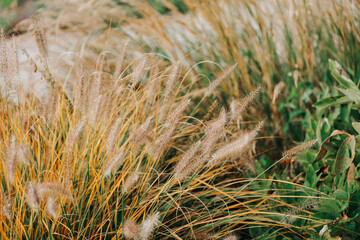 Pennisetum Ornamental Grasses.Natural Style Garden Plant.Cereal grass wallpaper.ornamental grass in landscape design.m Ornamental Grasses.Natural Style Garden Plant.