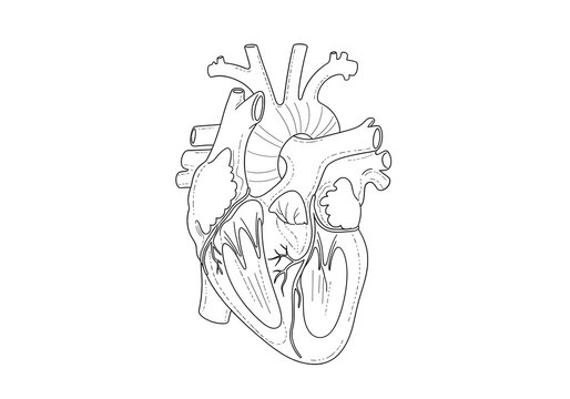 black and white heart anatomy diagram clip art preview