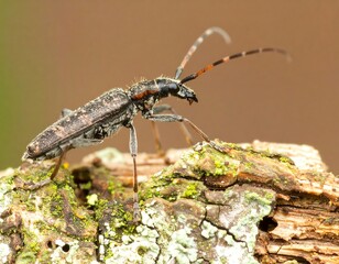 Longhorn beetle on bark (1)