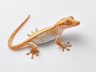 Obraz premium gecko, crested gecko, lizard, animal, reptile, nature, wildlife, tail, small, green, pet, closeup, isolated, wild, white background, newt, macro, black, skink, chameleon, close-up