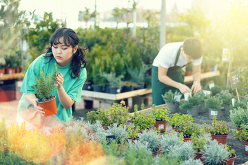 Interested thoughtful young asian girl choosing green fragrant potted rosemary in garden store..
