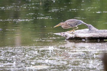 A Green Heron hunting for food from a tree in the water