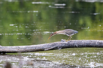 A Green Heron hunting for food from a tree in the water
