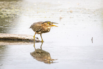 A Green Heron with a small fish in its mouth while standing on a floating log in the water