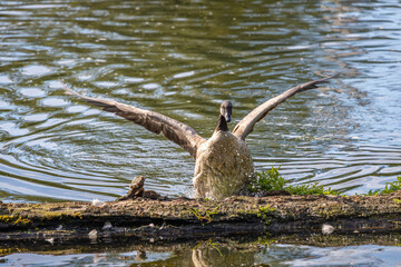 A Canadian Goose flapping its wings to jump up onto a log in the water