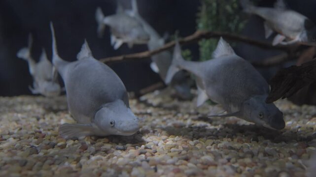 This underwater video shows a school of Humpback Chub fish swimming near the bottom of the water. 