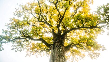 Fototapeta premium Autumn tree canopy