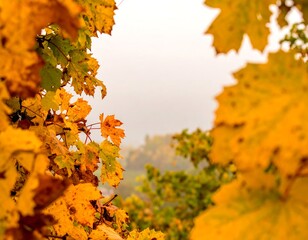 Autumn vineyard foliage, misty landscape